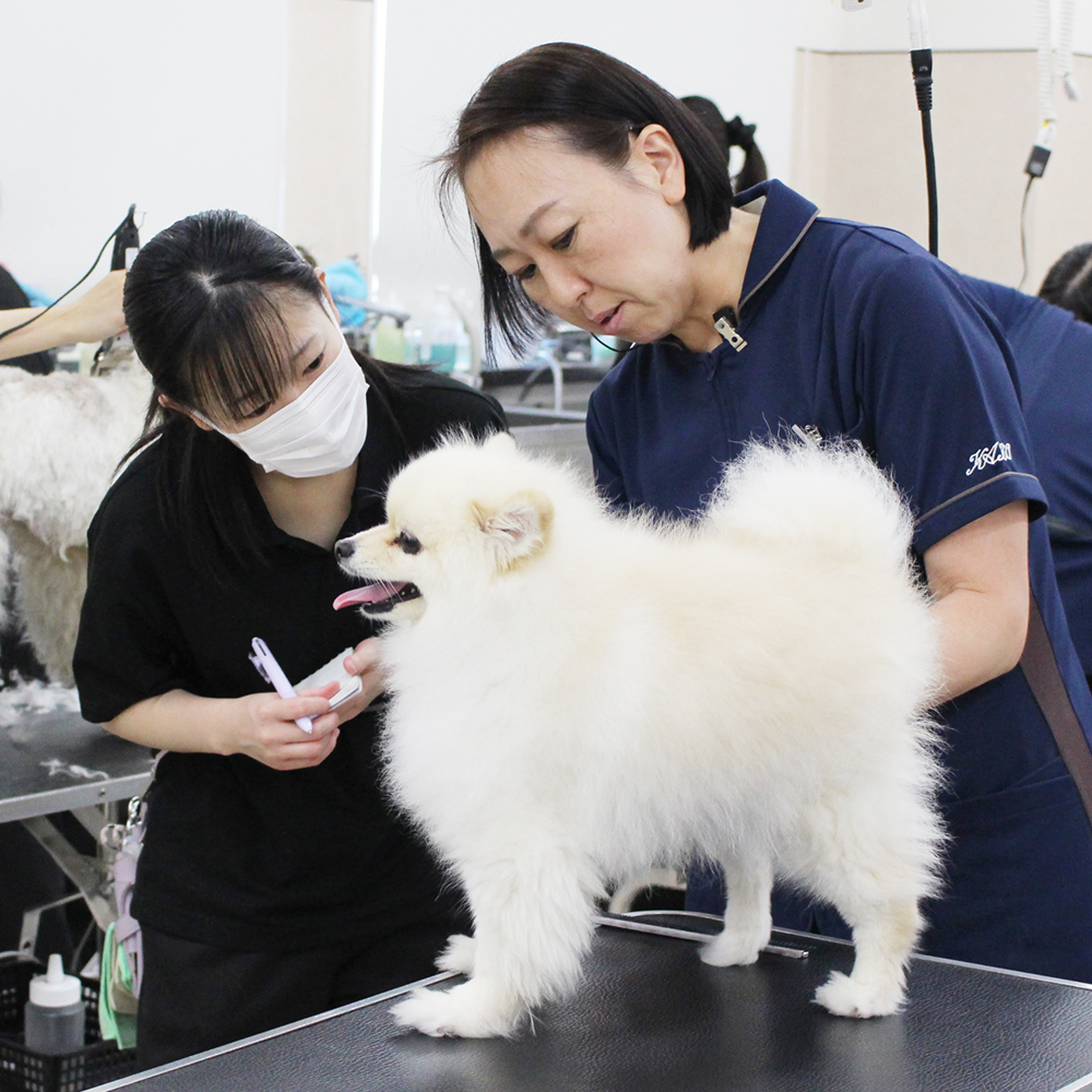 夏休みも継続的にトリミング実習☆